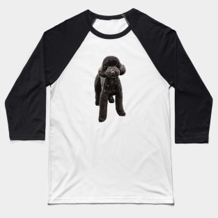 Toy Poodle Gorgeous Mini Dog Baseball T-Shirt